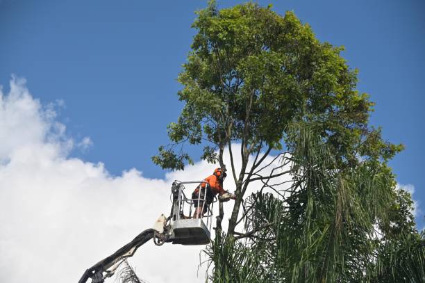 How Our Tree Care Process Works  in  Ponce Inlet, FL